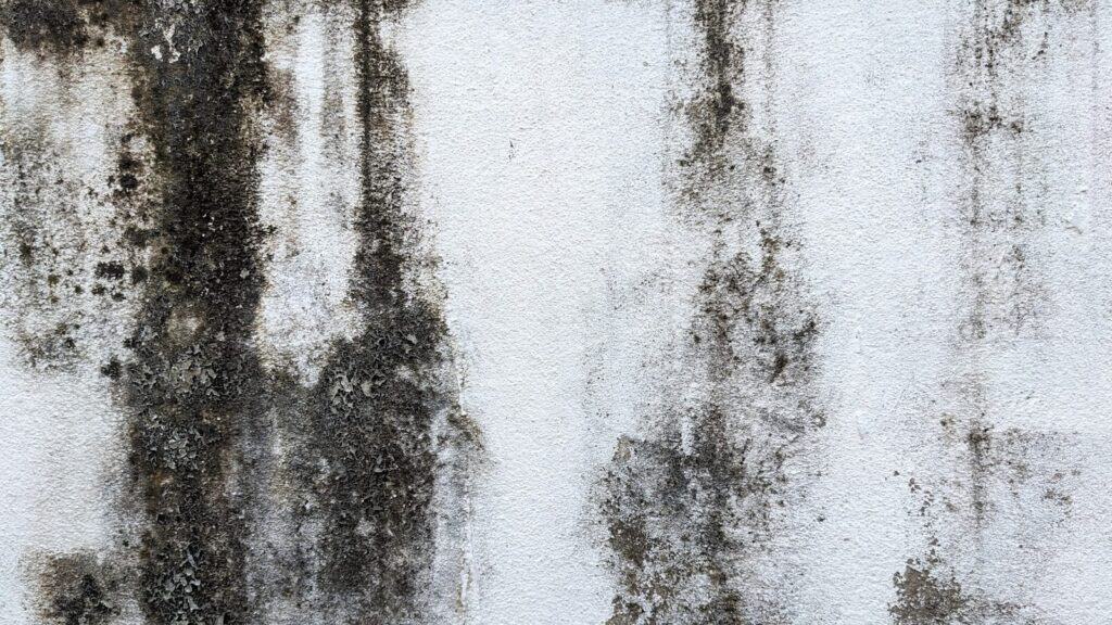 anti mould treatment painting service